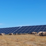 Iberdrola inicia "pasto solar" em Portugal