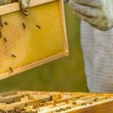 NOS desenvolve solução 5G para combater declínio das abelhas