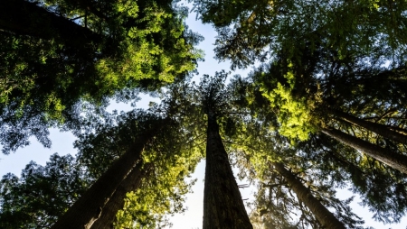 Empresas focam-se nas mudanças climáticas, mas não na conservação da biodiversidade