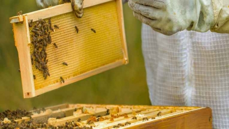 NOS desenvolve solução 5G para combater declínio das abelhas