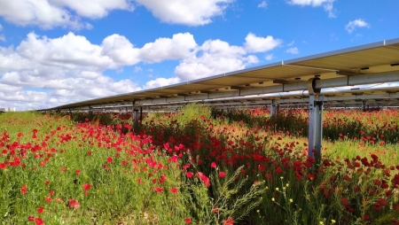Parques fotovoltaicos em Albufeira pouparão 42.000 toneladas de CO2 por ano