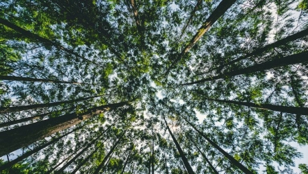Certificação florestal pode favorecer a biodiversidade