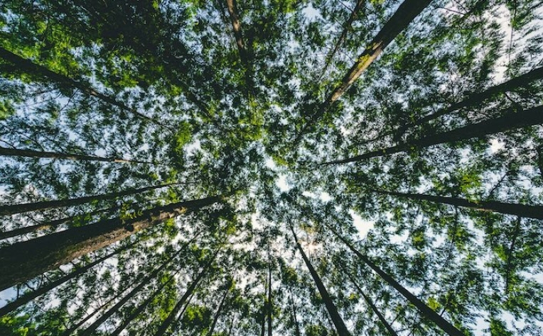 Certificação florestal pode favorecer a biodiversidade