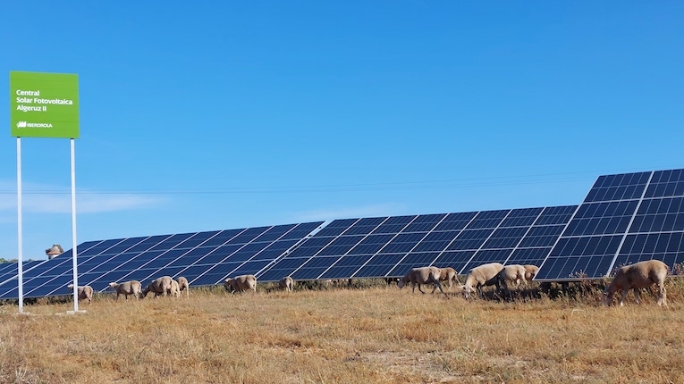 Iberdrola inicia "pasto solar" em Portugal