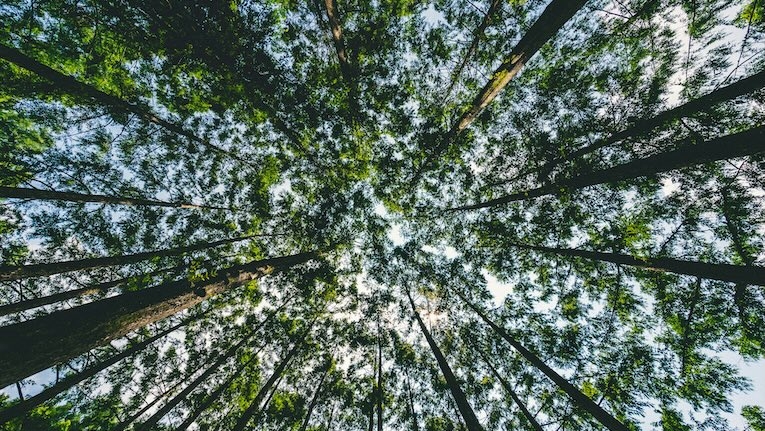 Certificação florestal pode favorecer a biodiversidade