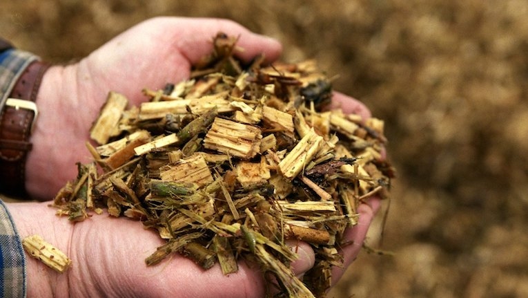 Projeto ibérico explora o potencial da biomassa